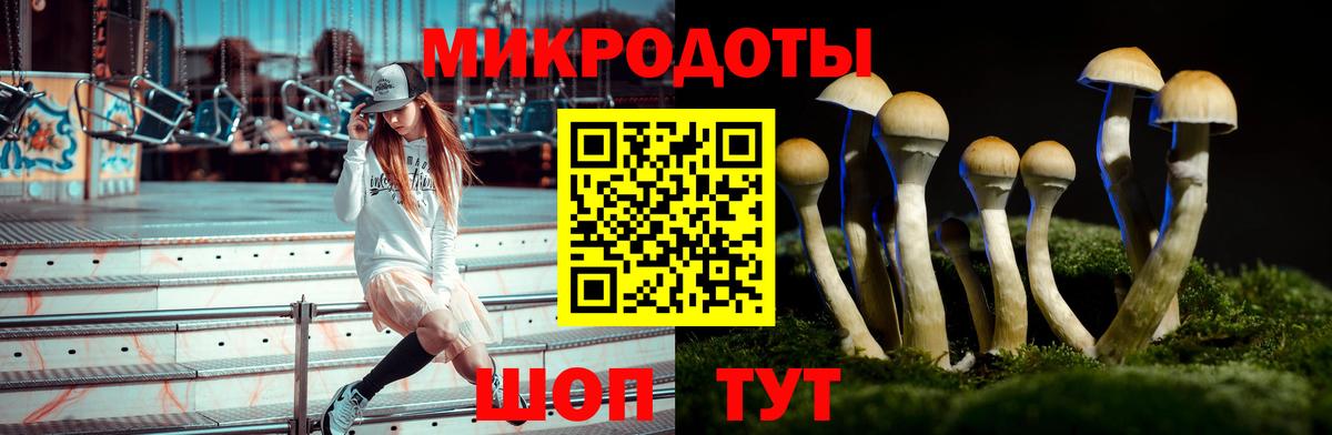 Галлюциногенные грибы Psilocybine cubensis Черногорск
